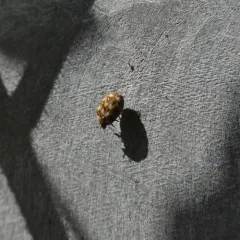 Varied Carpet Beetle thumbnail 1