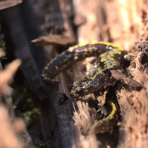 Long-toed Salamander