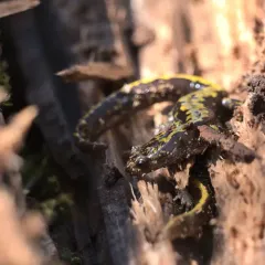 Long-toed Salamander thumbnail 1