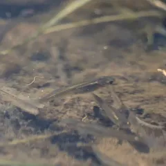 Western Mosquitofish thumbnail 1