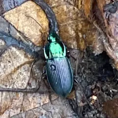Woodland Ground Beetle thumbnail 2