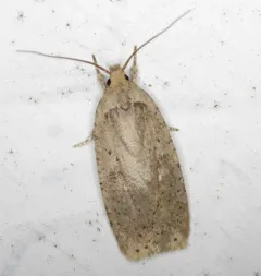 Clay-colored Agonopterix Moth thumbnail 3