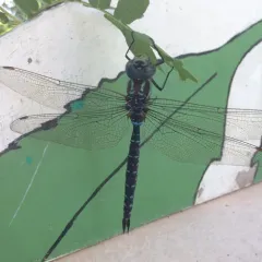 Black-tipped Darner thumbnail 3
