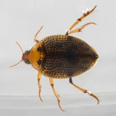 Peltodytes muticus thumbnail 4