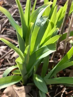 Wild Leek thumbnail 1