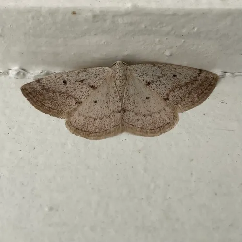 Gray Spring Moth