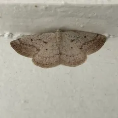 Gray Spring Moth thumbnail 1