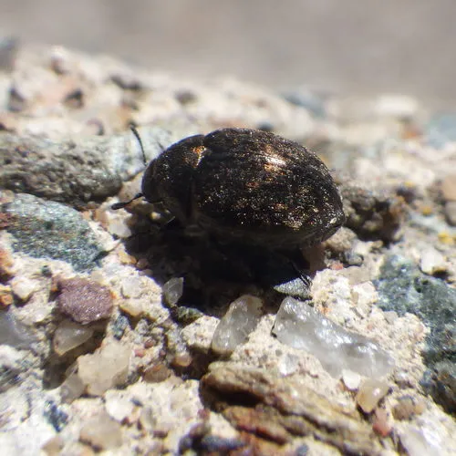 Cytilus alternatus