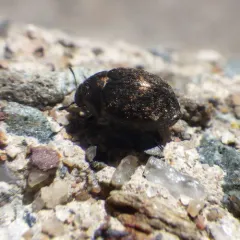Cytilus alternatus thumbnail 1