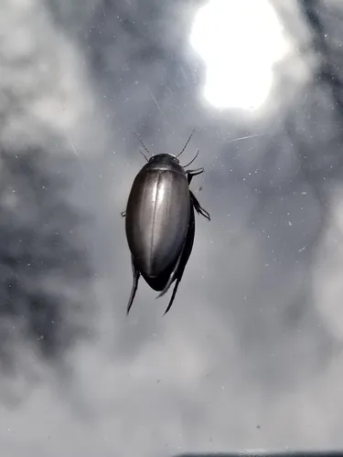 Colymbetes longulus