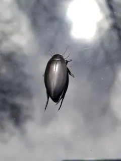 Colymbetes longulus thumbnail 1