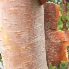 Alaska Paper Birch thumbnail 2