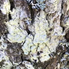 Fluffy Dust Lichen thumbnail 4