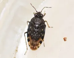 pale shore bug thumbnail 2