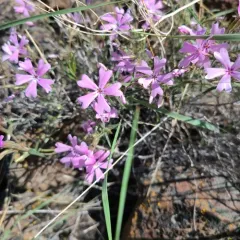 showy phlox thumbnail 2