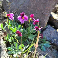sagebrush violet thumbnail 3