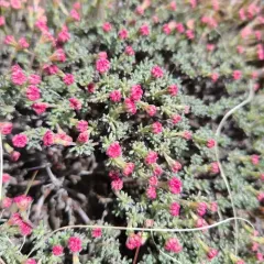 thymeleaf buckwheat thumbnail 3