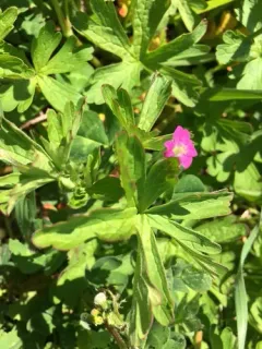 Alderney Crane's-bill thumbnail 3