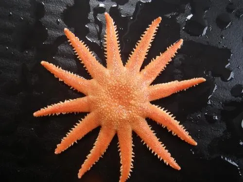 Grooved Sun Star