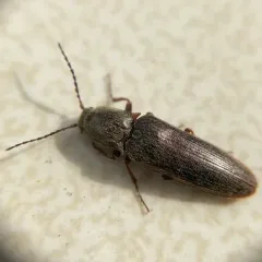 Cylindrical Click Beetle thumbnail 3