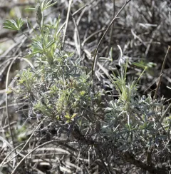 Silver Bush Lupine thumbnail 3