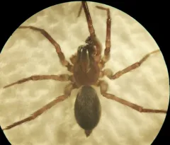 Wadotes calcaratus thumbnail 2