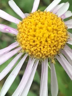 Alpine Aster thumbnail 2