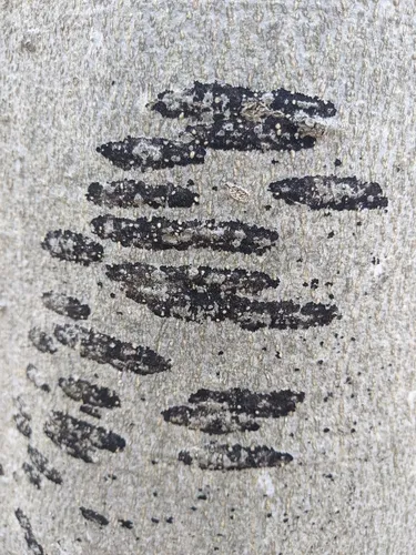 Ascodichaena rugosa
