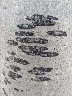 Ascodichaena rugosa thumbnail 1