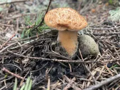 tuberous polypore thumbnail 4