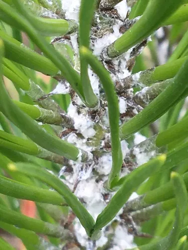 Pine Woolly-aphid