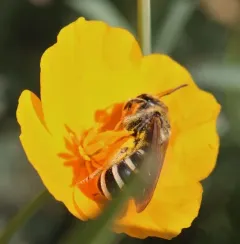 Wide-striped Sweat Bee thumbnail 1