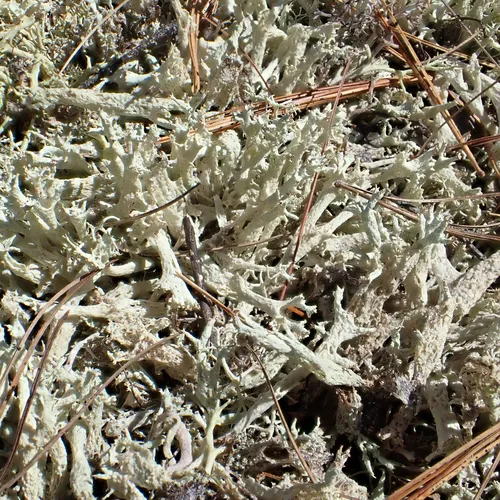 Fishnet Cladonia