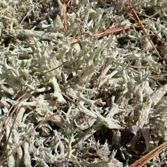 Fishnet Cladonia thumbnail 1