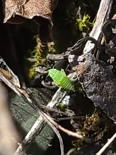 Neocoelidia tumidifrons thumbnail 1