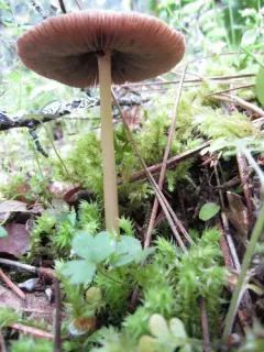 Psathyrella praetenuis thumbnail 4