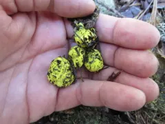 Rhizopogon truncatus thumbnail 1