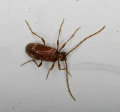White-marked Spider-beetle thumbnail 4