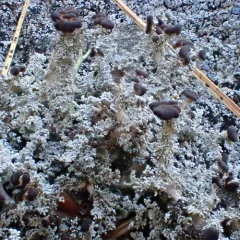 Finger-scale Foam thumbnail 1