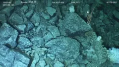 Callistephanus spauldingi thumbnail 1