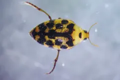 Haliplus leopardus thumbnail 2