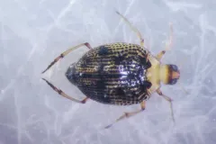 Peltodytes tortulosus thumbnail 2