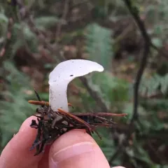 Toothed Jelly Fungus thumbnail 4