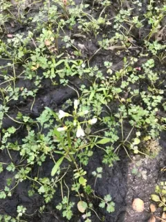 Western Bittercress thumbnail 4
