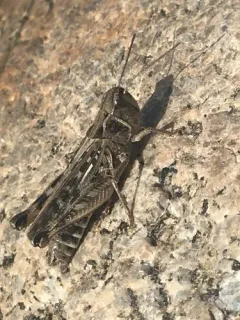 Yukon Grasshopper thumbnail 3