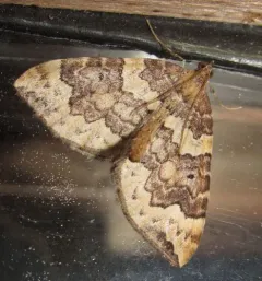 Eulithis destinata thumbnail 2