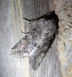 Citrus Cutworm thumbnail 3