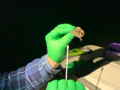 Yuma Myotis thumbnail 4