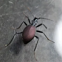 Narrow-collared Snail-eating Beetle thumbnail 1
