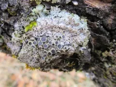 Fancy Frost Lichen thumbnail 2